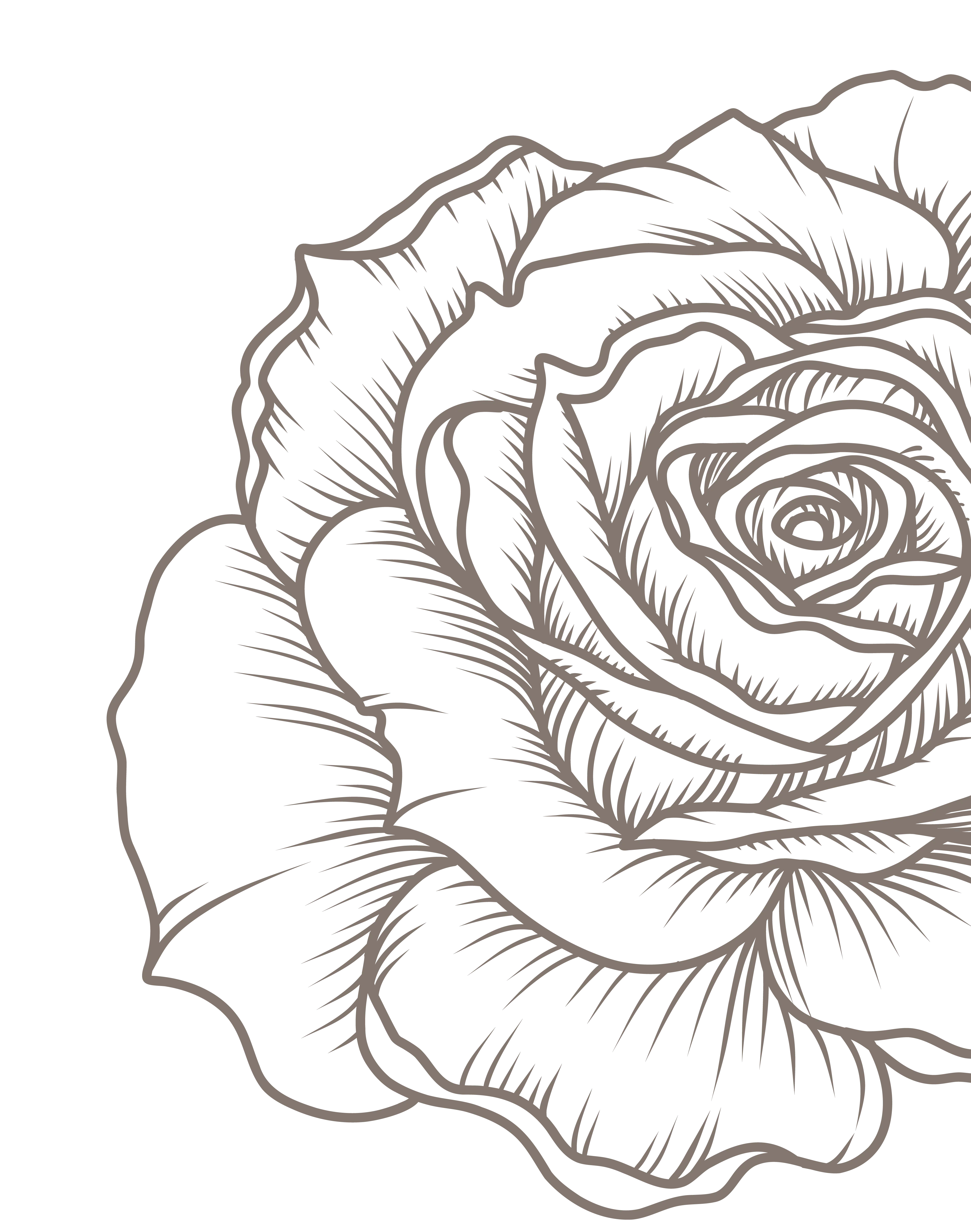 Rose Background Watermark